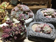 -万商花鸟市场
