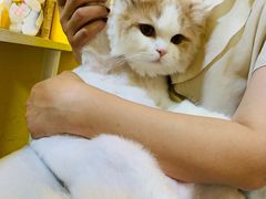 -志龙皇冠吃货椰子铺