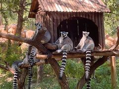 -北京野生动物园