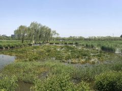 -大兴滨河森林公园