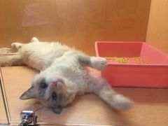 -Pets First伊珊娜洗护·精致美容·家庭式寄养(新会路店)
