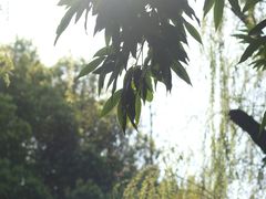 -重庆彩云湖湿地公园