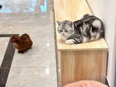 -有猫儿腻咖啡厅.猫咖