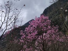 -九皇山景区