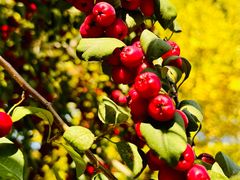 -辽宁大学(崇山校区)