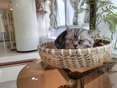 -共舞时光猫咖·狗咖(新街口店)