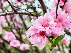 -陕西省西安植物园