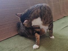 -御宝贝·A梦猫科宠物医院(国际猫友好医院)