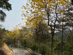 -广州白江湖森林公园