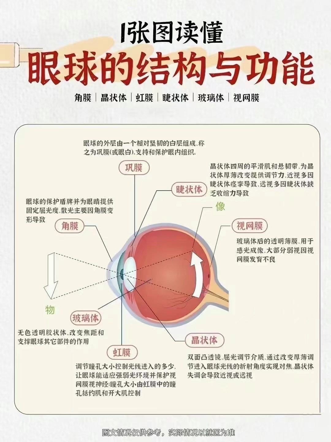 眼球基本结构图图片