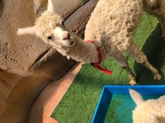 -杭州开元森泊度假乐园