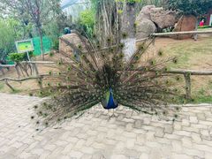 -西霞口神雕山野生动物世界