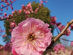 -梅花山(明孝陵内)