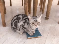 -共舞时光猫咖·狗咖(新街口店)