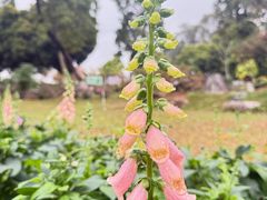 -东莞植物园