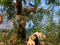 -陕西自然博物馆