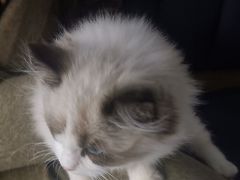 -伟伟宠物医院·瑞派猫友好医院·猫科(光谷店)