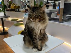 -COLOR PETS 撸猫馆·购猫·猫咖(长风大悦城店)