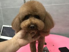 -宠福鑫康馨动物医院·骨科·眼科