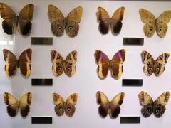 -上海昆虫博物馆