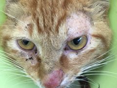 -瑞派动物医院·猫专科·至诚(江南中分院)