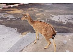 -清迈夜间动物园