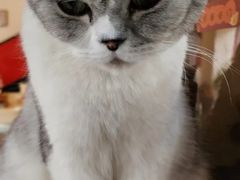 -猫小院猫主题餐厅(南锣旗舰店)