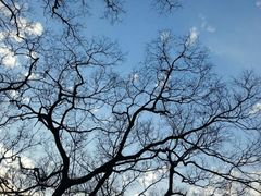 课植园树叶即使掉光了，还是有另一翻风味-朱家角课植园