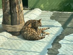 -栾川竹海野生动物园