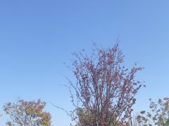 -雅苑中餐厅