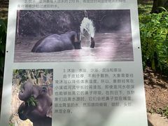 -野象谷景区