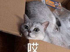 -米苏动物医院·犬猫专科·骨科外科内窥镜