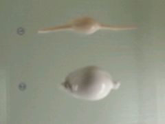 -青岛贝壳博物馆
