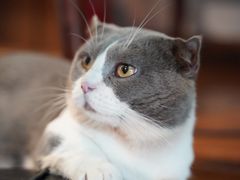 -喵zoo家庭繁育猫舍(尖东智能花园店)