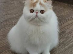 -FAELING PETS美天灵宠物(富力广场店)