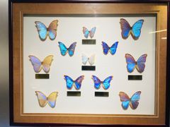 -上海昆虫博物馆