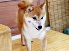 -柴源莊·柴小宠柴犬咖啡