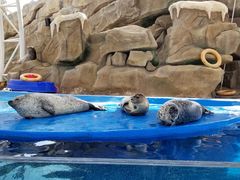 -芜湖新华联大白鲸海洋公园