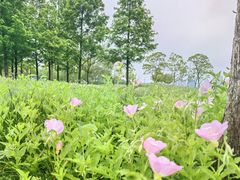 -海宁鹃湖公园