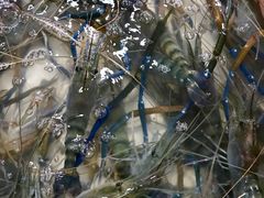 -南沙十九涌渔人码头-南门