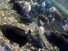 -成都浩海立方海洋公园