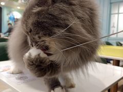 -安格丽娜·狗咖·猫咖羊驼咖(春熙路百盛商场店)