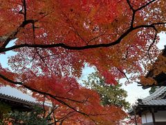 -常寂光寺