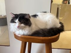 -有猫主题·治愈系猫咖(曾厝垵店)