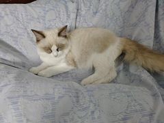 -可蒙动物医院·猫科·骨科中心(首义路店)