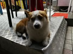 -小梁哥云吞面(黄贝岭店)