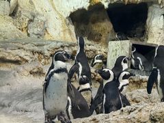 -帝企鹅自助餐厅•儿童岛•真企鹅(长隆企鹅酒店)