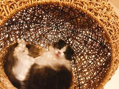 -飞行喵MR PILOT|猫舍·猫咖(静安大融城店)