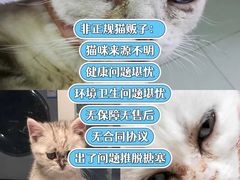 -lincat·猫舍(广州店)