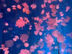 -蓬莱欧乐堡海洋极地世界